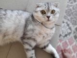 Scottish Fold Silver