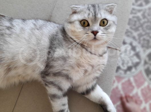 Scottish Fold Silver görsel