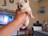 Scottish Fold Karamel-Beyaz