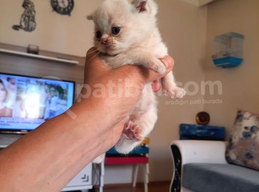 Scottish Fold Karamel-Beyaz görsel