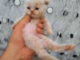 Scottish Fold Karamel-Beyaz