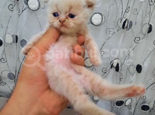 Scottish Fold Karamel-Beyaz görsel