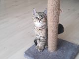 Muhteşem British Shorthair Black Gold Tabbi