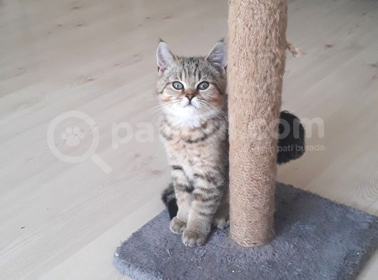 Muhteşem British Shorthair Black Gold Tabbi görsel