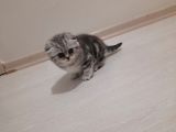Scottish Fold Silver