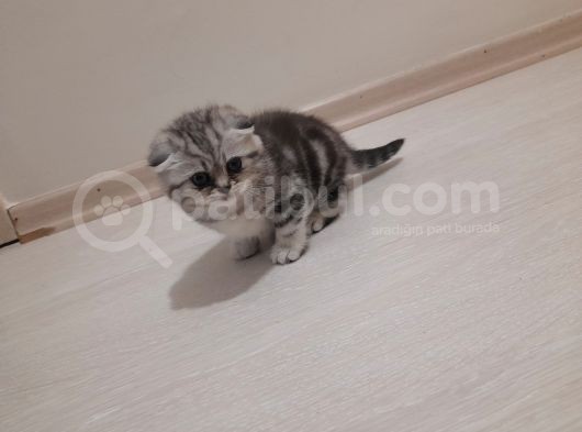 Scottish Fold Silver görsel
