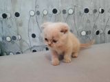Scottish Fold Karamel-Beyaz