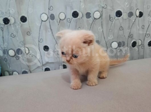 Scottish Fold Karamel-Beyaz görsel