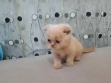 Scottish Fold Karamel-Beyaz
