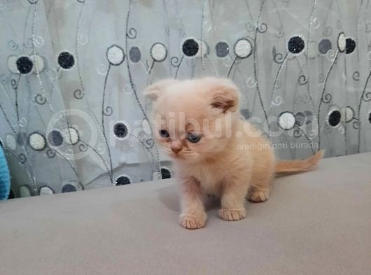 Scottish Fold Karamel-Beyaz