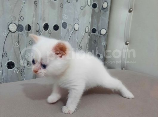 British Shorthair görsel