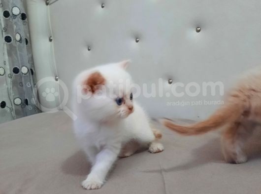British Shorthair görsel