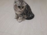 Scottish Fold Silver