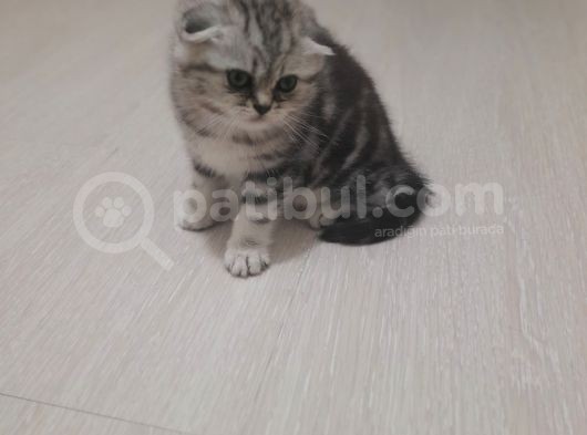 Scottish Fold Silver görsel