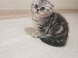 Scottish Fold Silver
