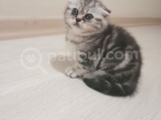 Scottish Fold Silver görsel