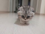 Scottish fold silver