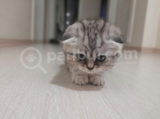 Scottish Fold Silver