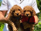 Toy Poodle Yavrularımız