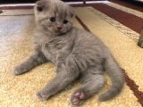 Erkek Scottish Fold Yavru 2 Aylık