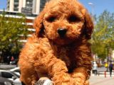 Sağlık Garanti̇li̇ Toy Poodle Yavrular