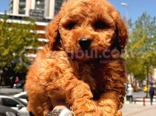 Sağlık Garanti̇li̇ Toy Poodle Yavrular görsel