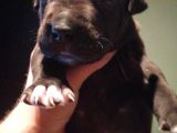 Pitbull Amerikan Staffordshire Terrier