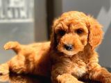 Her Renk Toy Poodle Yavrular