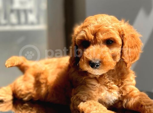 Her Renk Toy Poodle Yavrular görsel