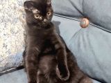 Scottish Fold 6 Aylık Erkek