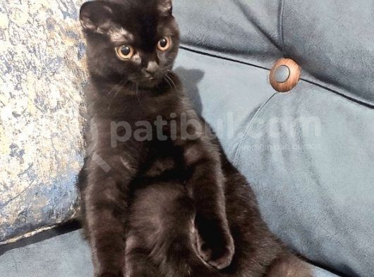 Scottish Fold 6 Aylık Erkek görsel