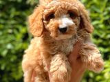 Her Renk Toy Poodle Yavrular