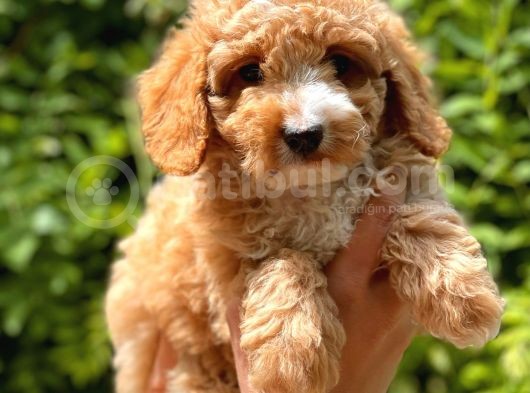 Her Renk Toy Poodle Yavrular