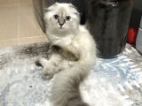 Scottish Fold Ve Straight