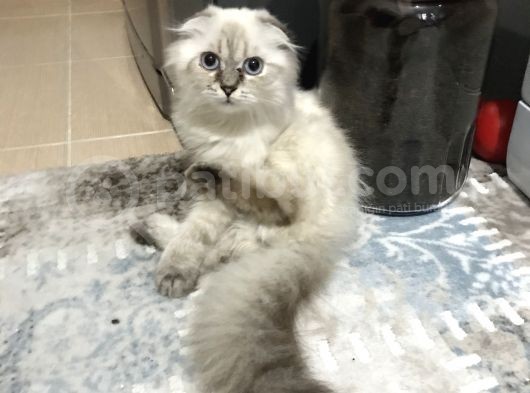 Scottish Fold Ve Straight görsel