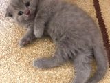 Erkek Scottish Fold Yavru 2 Aylık