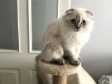 Scottish Fold Ve Straight
