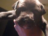 Pitbull Amerikan Staffordshire Terrier