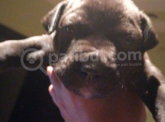 Pitbull Amerikan Staffordshire Terrier görsel