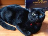 Scottish Fold 6 Aylık Erkek
