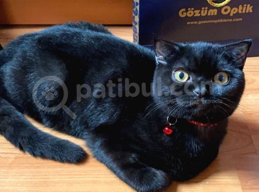Scottish Fold 6 Aylık Erkek