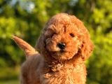 Red Brown Toy Poodle Yavrular