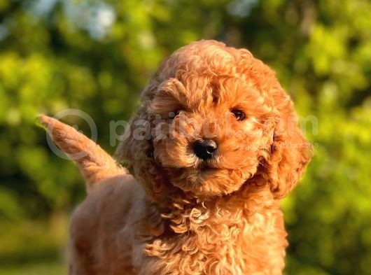Red Brown Toy Poodle Yavrular görsel