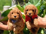 Toy Poodle Yavrularımız