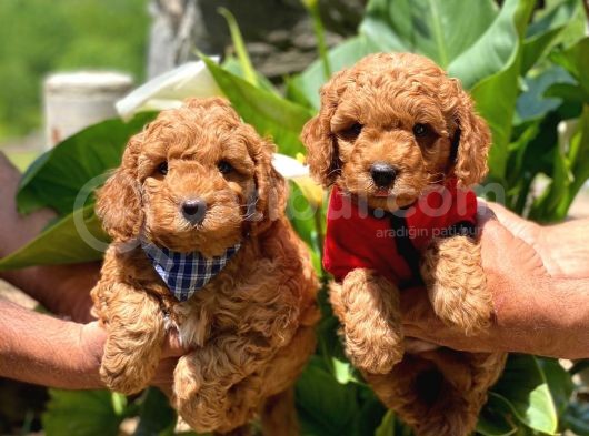 Toy Poodle Yavrularımız
