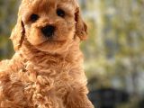 Safkan Toy Poodle Yavrular
