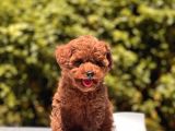 Red Brown Toy Poodle Yavrular