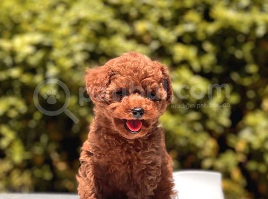 Red Brown Toy Poodle Yavrular görsel