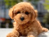 Her Renk Toy Poodle Yavrular