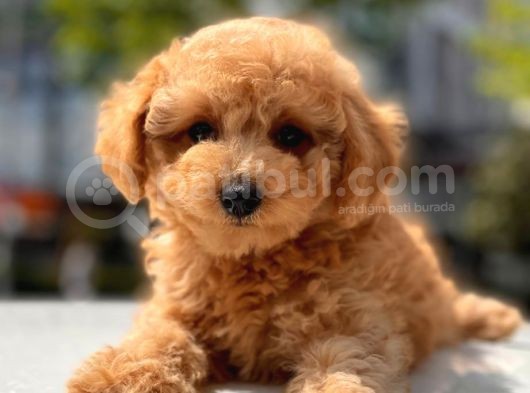 Her Renk Toy Poodle Yavrular görsel